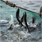 冬季水产养殖应该注意些什么？