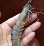 养虾必护底，护底必养泥！池塘底泥，到底在养虾当中，有什么妙用？